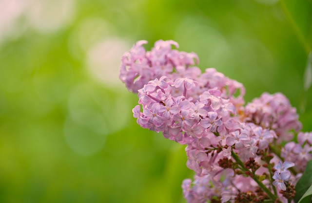 De betoverende schoonheid van de witte seringenboom